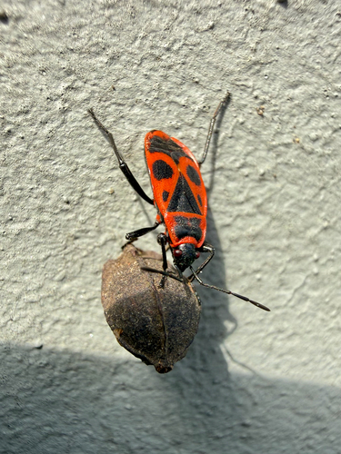 European Firebug