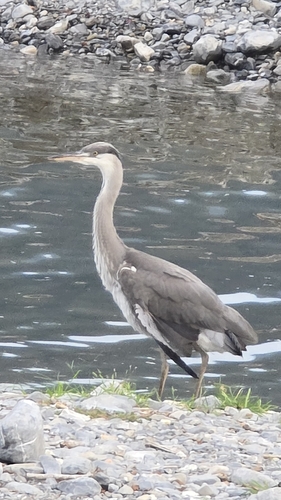 Grey Heron
