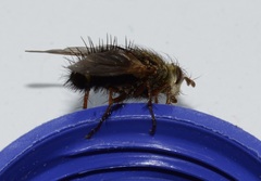 Epalpus