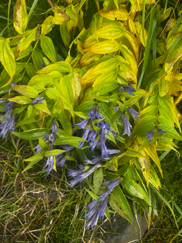 willow gentian
