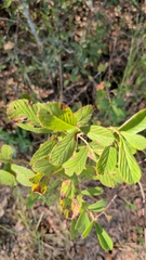 (c) David Wilkins, some rights reserved (CC BY) Rubus cuneifolius, photograph (c) David Wilkins, some rights reserved (CC BY)
