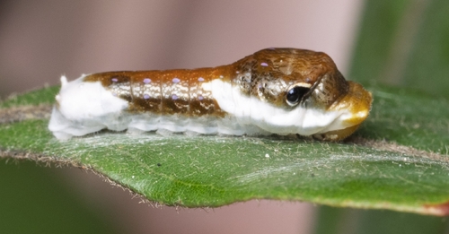 Palamedes Swallowtail