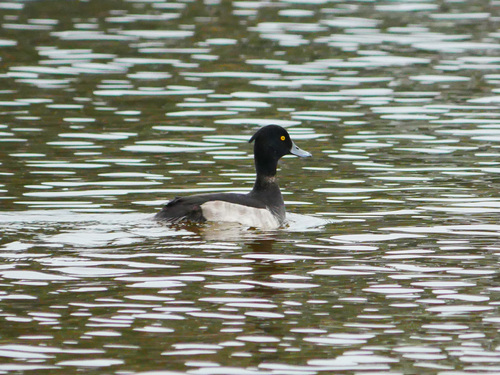 Tufted Duck