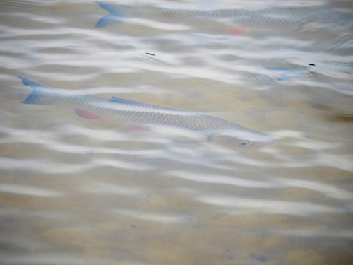 European Chub