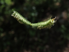 Dactyloctenium aegyptium, photograph (c) Abraham Sánchez Romero, some rights reserved (CC BY)