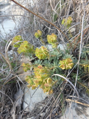 Euphorbia petrophila, photograph Сергей Крыленко, CC BY, iNaturalist via GBIF