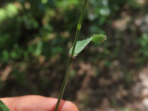Dactyloctenium aegyptium, photograph 4