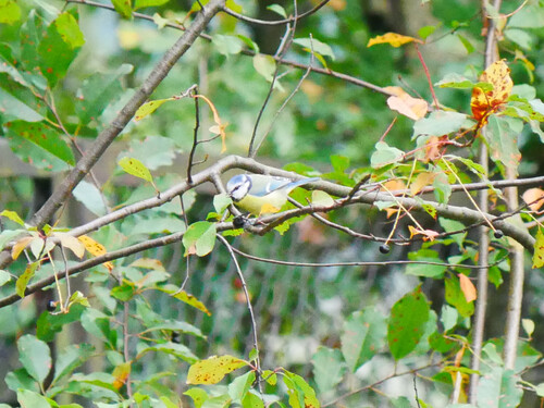 Eurasian Blue Tit