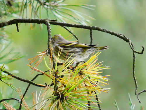 Eurasian Siskin