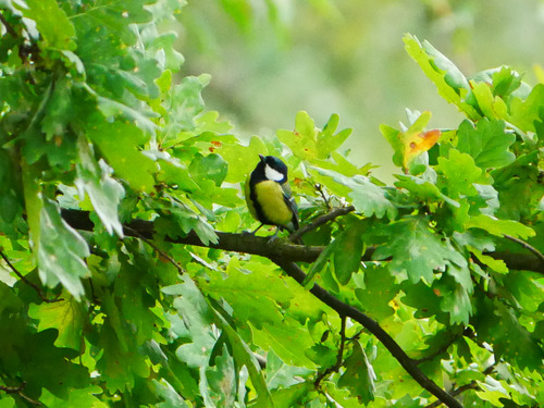 Great Tit