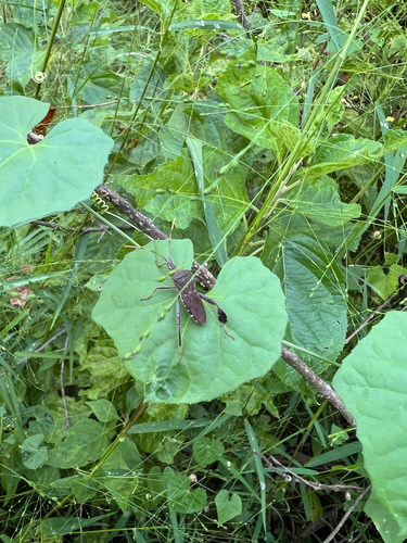 Leptoglossus oppositus