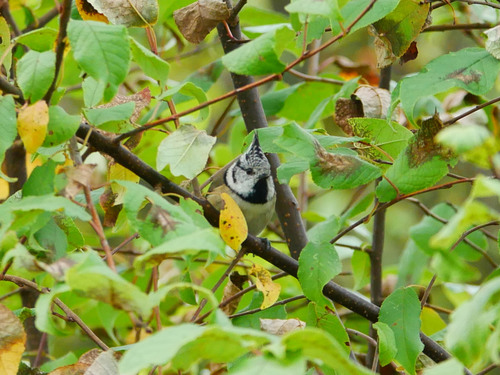 Crested Tit