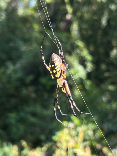 Yellow Garden Spider
