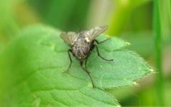 Periscepsia spathulata