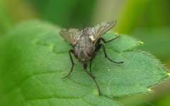 Periscepsia spathulata