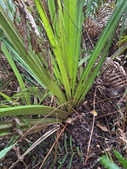 Astelia grandis