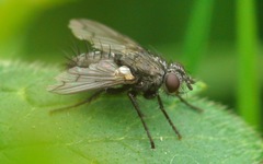 Periscepsia spathulata