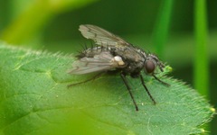 Periscepsia spathulata