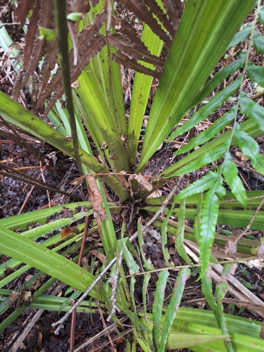 Astelia grandis, photograph 2