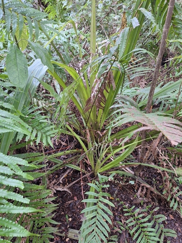 Astelia grandis, photograph 3