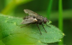 Periscepsia spathulata