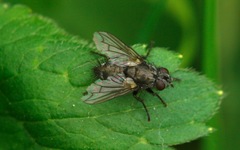 Periscepsia spathulata