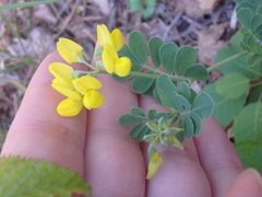 Coronilla coronata