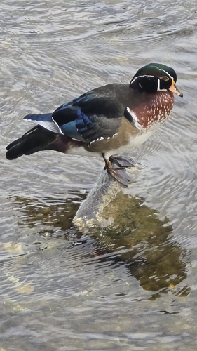 Wood Duck