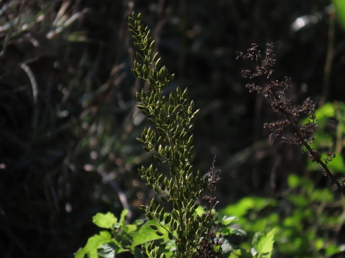 Hechtia montana