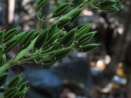 Hechtia montana, photograph 1