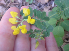 Coronilla coronata