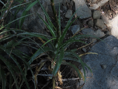 Hechtia montana, photograph 2
