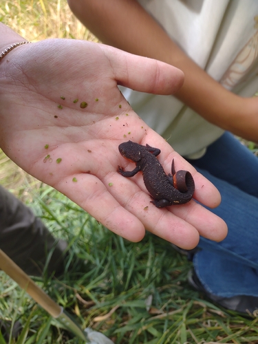 Rough-skinned Newt