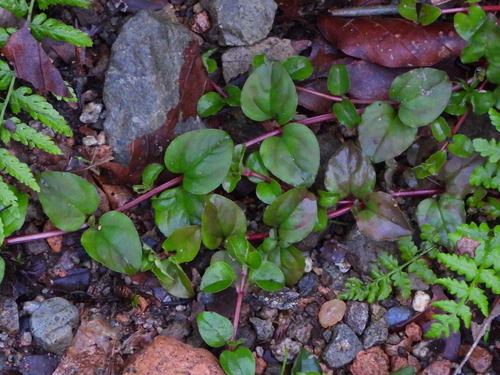 Yellow Pimpernel