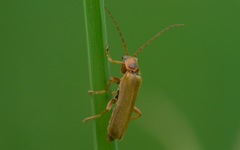 Cantharis figurata