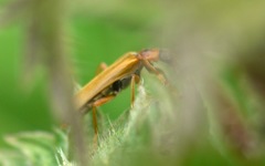 Cantharis figurata