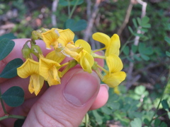 Coronilla coronata
