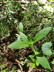 Cerastium pauciflorum