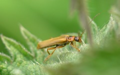 Cantharis figurata