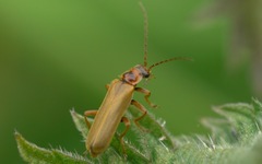 Cantharis figurata