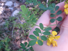 Coronilla coronata