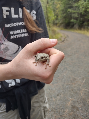 Pacific chorus frog