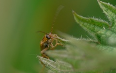 Cantharis figurata
