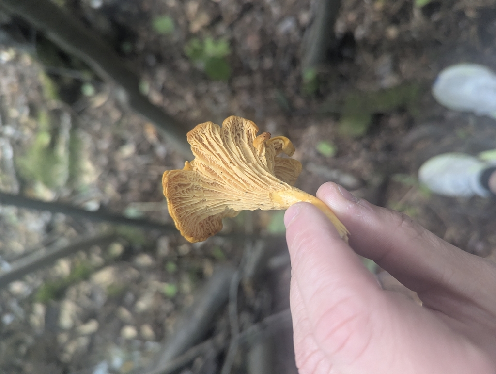 Newfoundland chanterelle