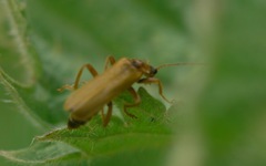 Cantharis figurata