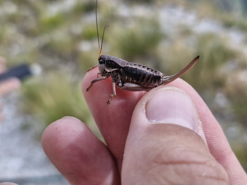 Sibylline Alpine Bush-cricket