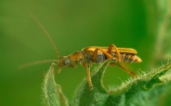 Cantharis figurata