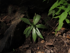 Dudleya nubigena