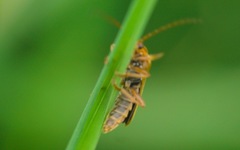 Cantharis figurata