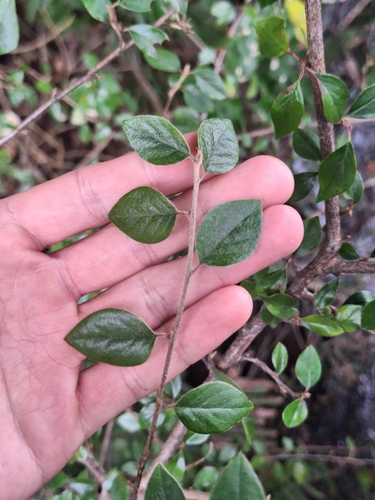 Cotoneaster simonsii, photograph 1